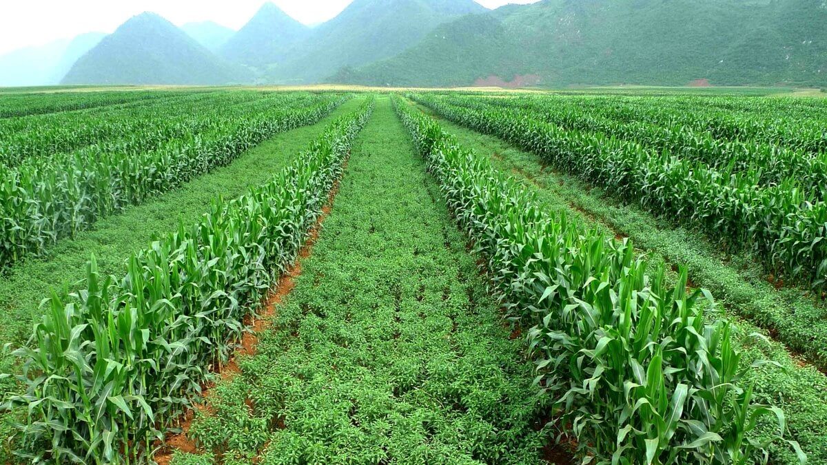 Kỹ thuật trồng xen canh ngô với cây họ đậu  Kỹ thuật nuôi trồng